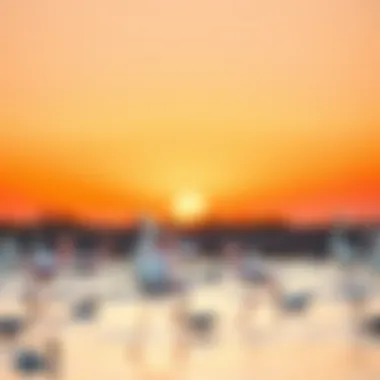 Flamingos at Sunset Flamingos feeding in the serene waters of the sanctuary against a sunset backdrop.