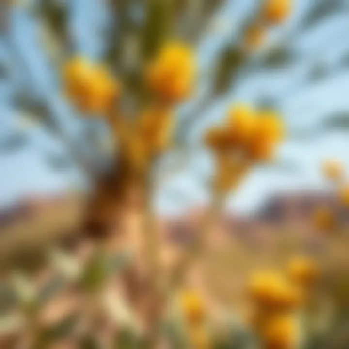 Unique Flora of the Sanctuary A close-up of the unique flora found within Ras Al Khor Wildlife Sanctuary.