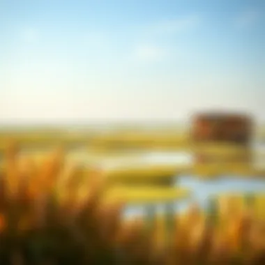 Panoramic View of Wetlands A panoramic view of the sanctuary highlighting its wetlands and wildlife.