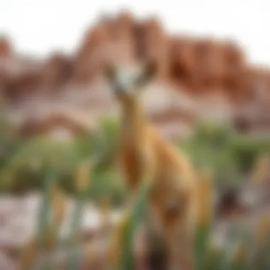 Flora and fauna thriving in the ecological setting of Wadi Al-Merkhaniya